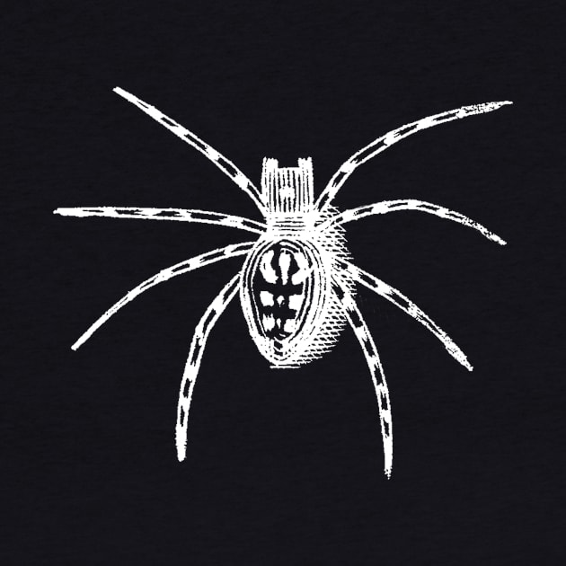 Vintage Spider etching by metaphysical